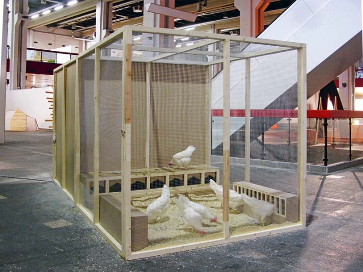 Because Of, 2009, installation (hens, eggs, various materials), 200 × 200 × 410 cm